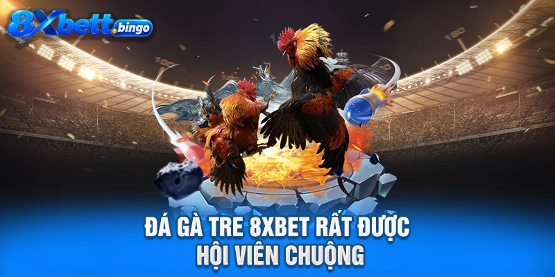 Đá gà tre 8XBET rất được hội viên chuộng