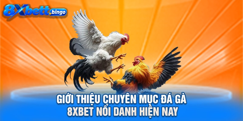 Giới thiệu chuyên mục đá gà 8XBET nổi danh hiện nay