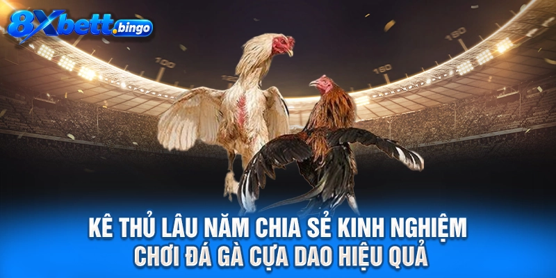 Kê thủ lâu năm chia sẻ kinh nghiệm chơi đá gà cựa dao hiệu quả